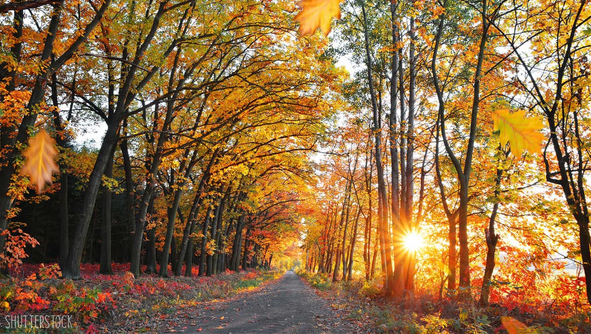 the beauty of fall