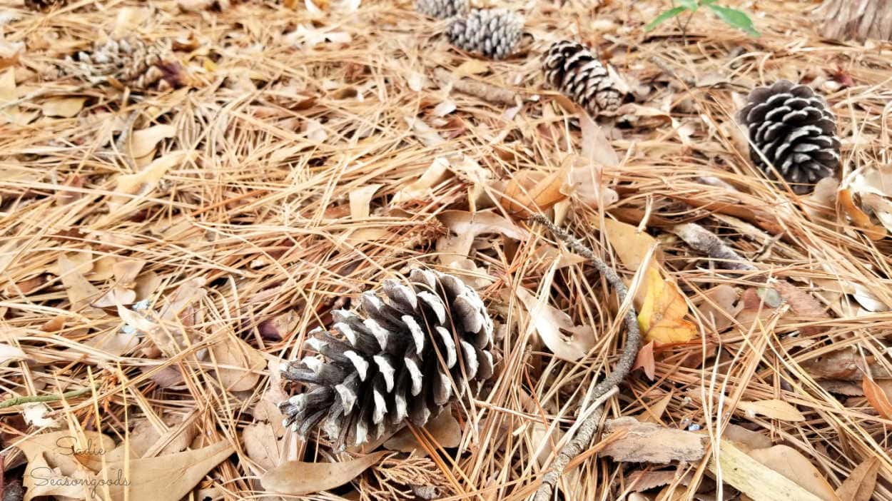 pinecones on the ground for craft supplies