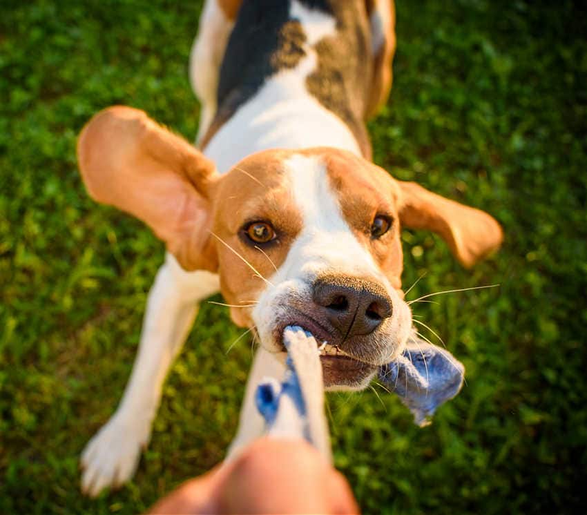 making a dog toy from old socks