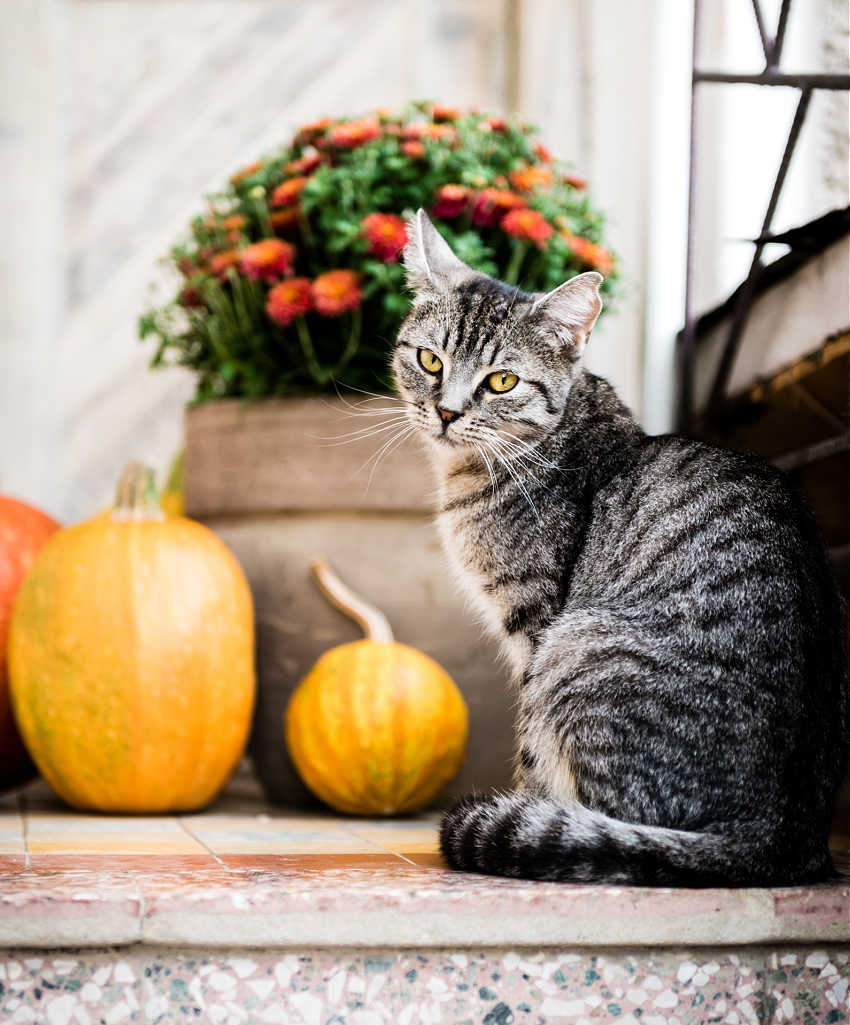 Fall Porch Decor That Can Be Grown or Gathered