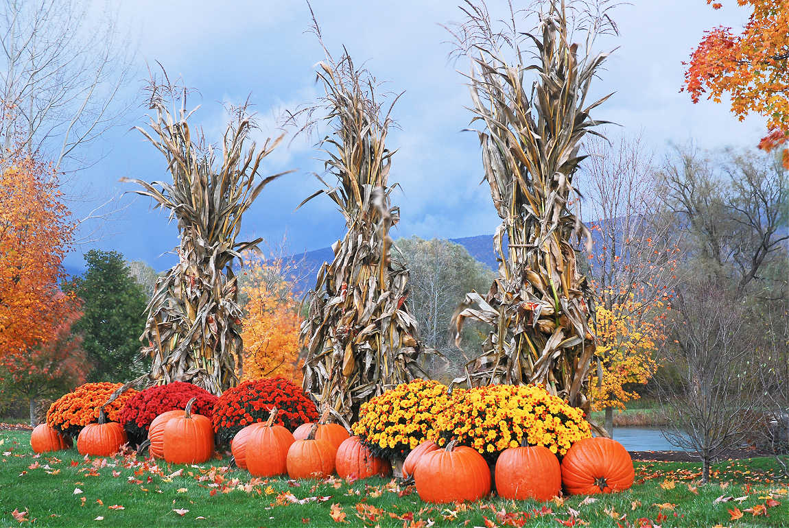 corn stalks as outdoor fall decor