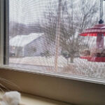 housecat watching birds at a bird feeder