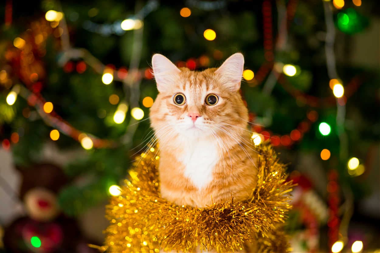 christmas tinsel with cat