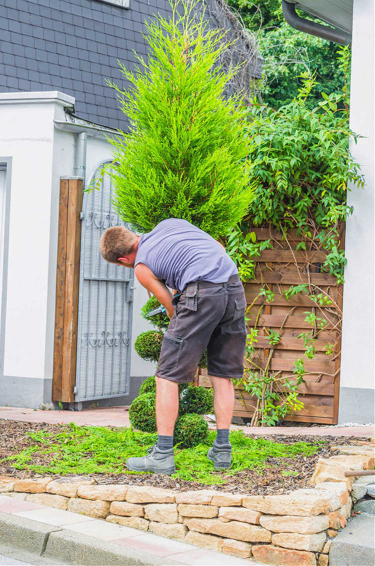 selecting plants for the front yard