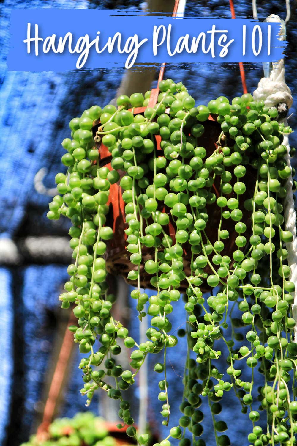 different kinds of hanging plants