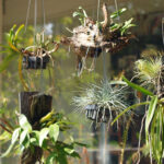 hanging plants for the home