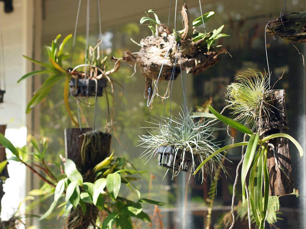 10 Hanging Plants To Add Style and Texture to Your Home