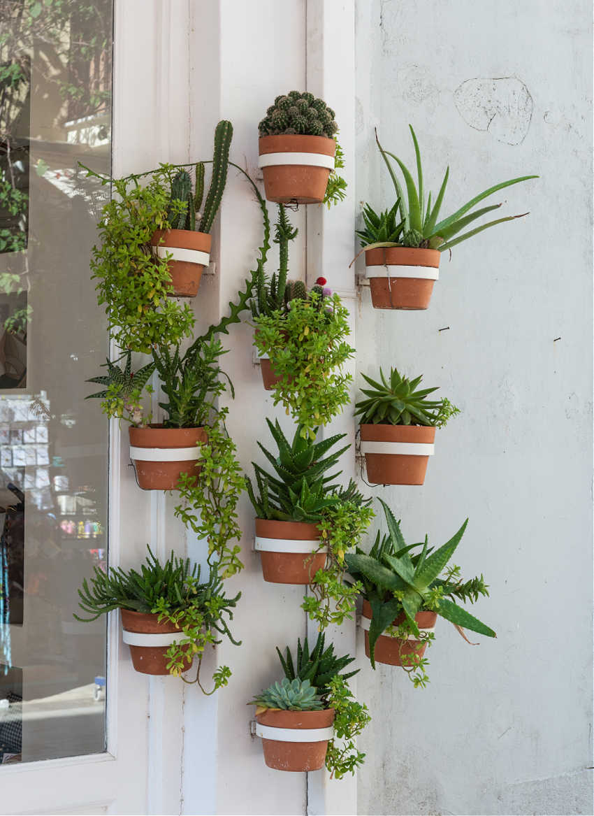 wall decor with hanging houseplants