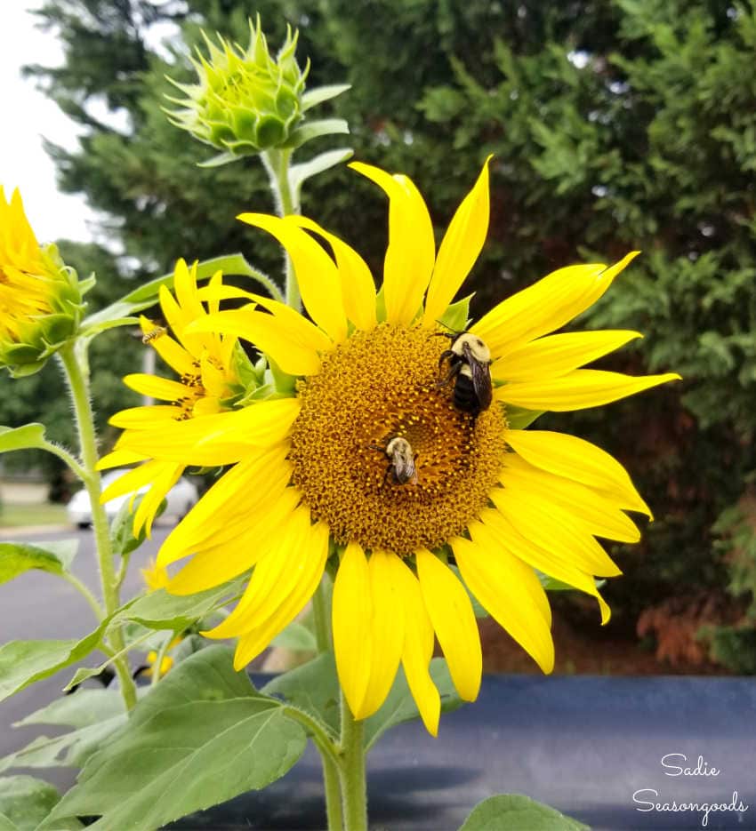 carpenter bee and bumblebee on a sunflower
