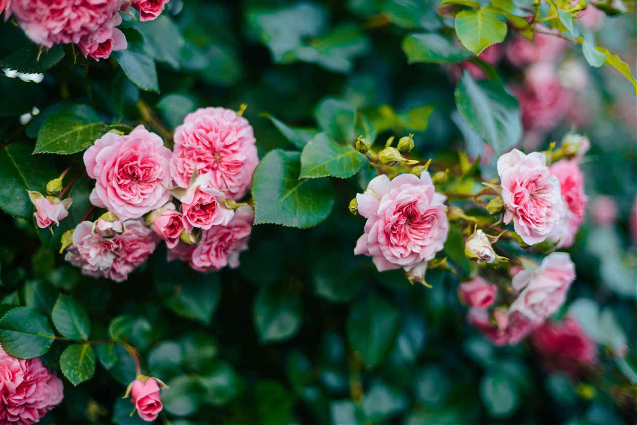 front yard rose garden