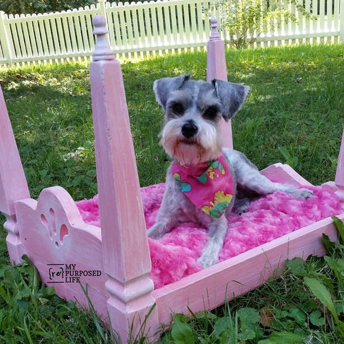 how to make a dog bed from a small table