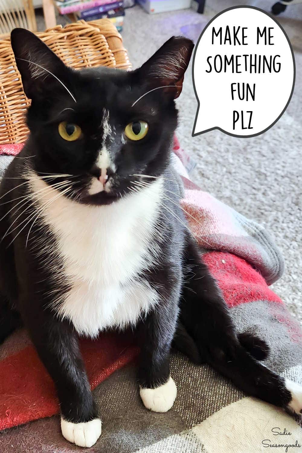diys to make for your pets