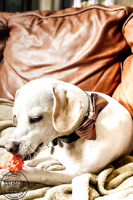 how to upcycle a bowtie into a dog collar