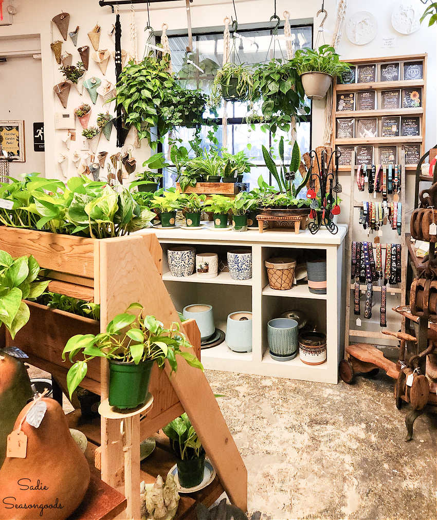 houseplants at rusted vintage market