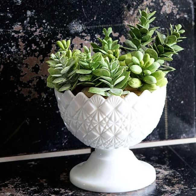 milk glass compote dish as a succulent pot