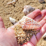 shell crafts