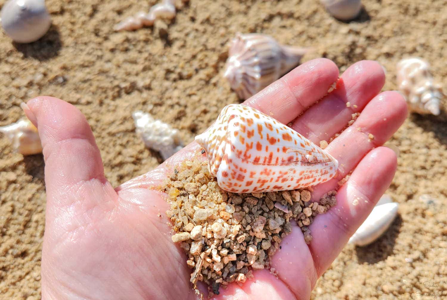 Craft Projects with Shells