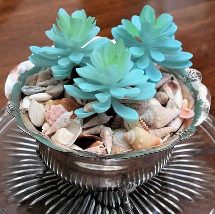 shells in a planter