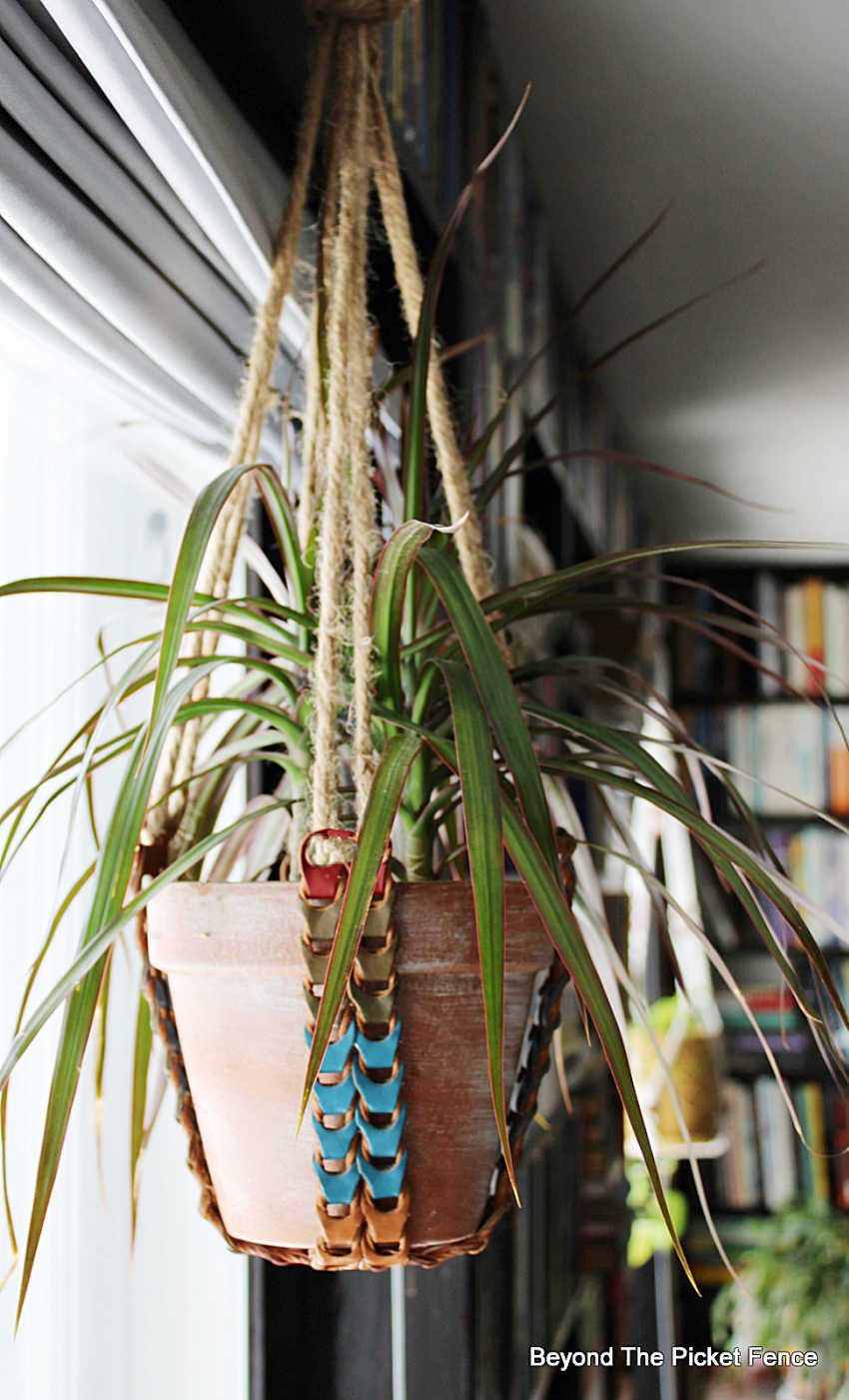 leather belt as a plant hanger