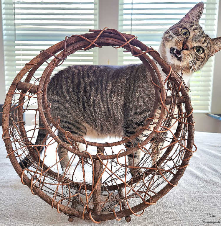 turning a basket into a mushroom forest