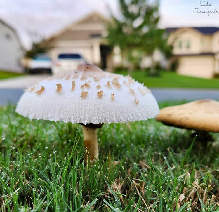 false parasol mushroom in a lawn