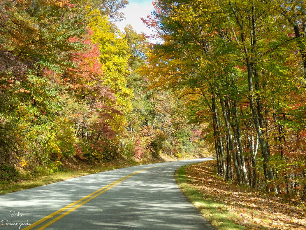 winding road with fall leaves