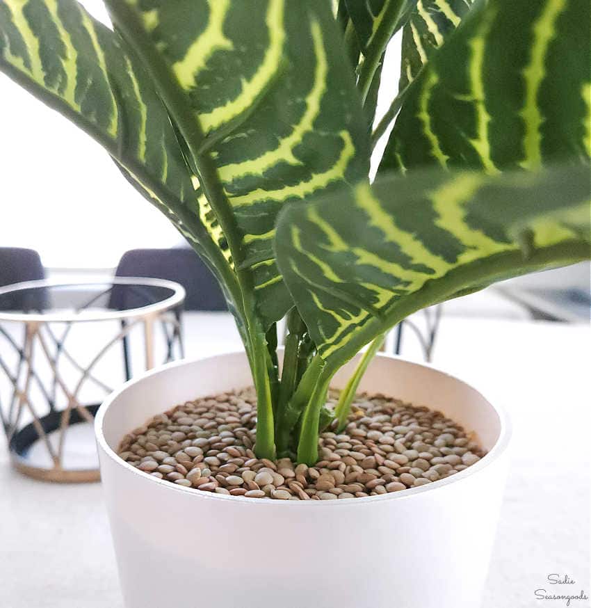 using dried lentils as artificial soil