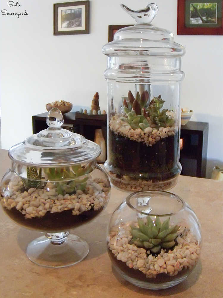 diy terrariums