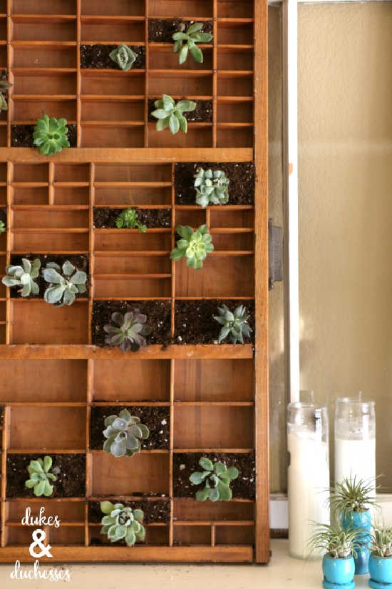 vintage letter press tray as a succulent planter